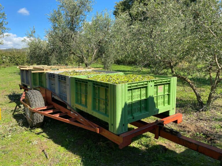 frantoio-casasole-bolsena-62