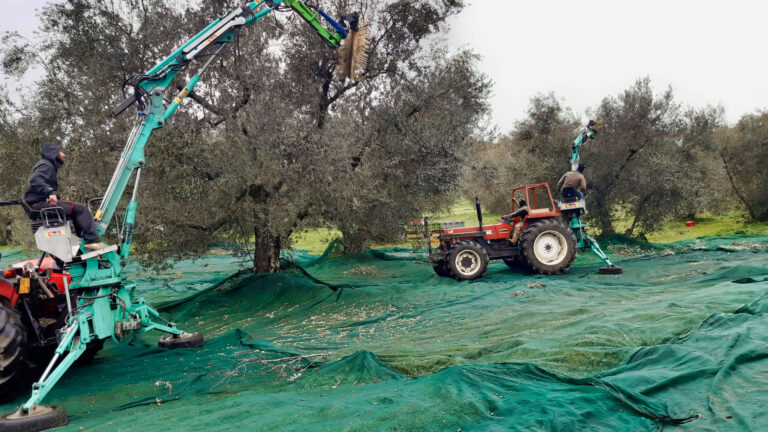 raccolta-olive-2