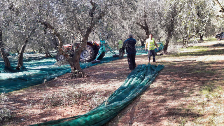 raccolta-olive-3