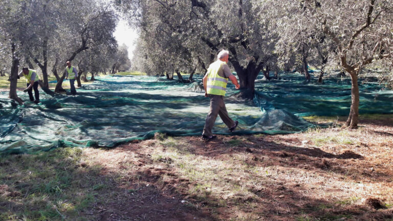 raccolta-olive-4