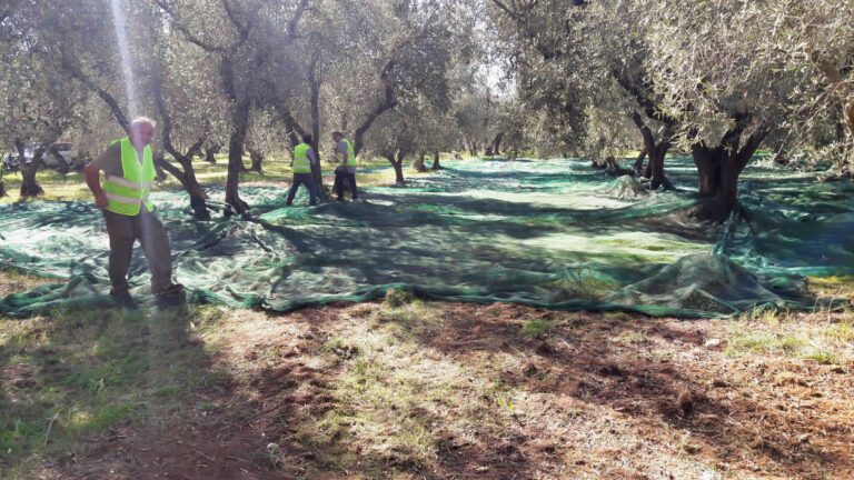 raccolta-olive-5