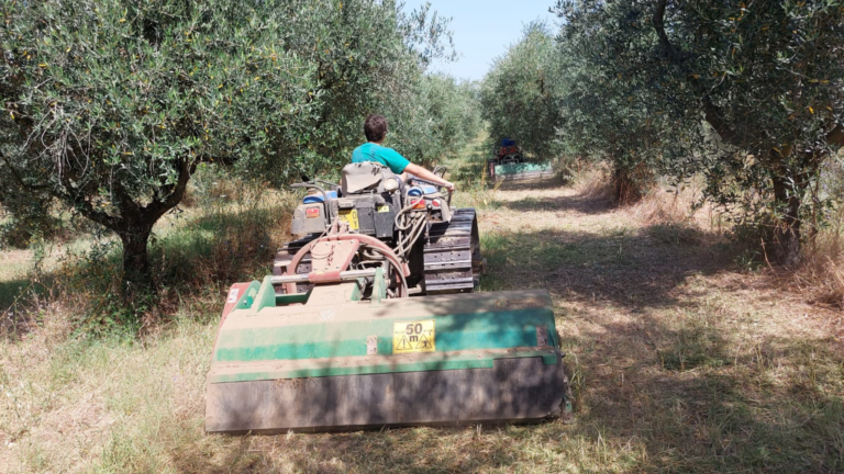 oliveti